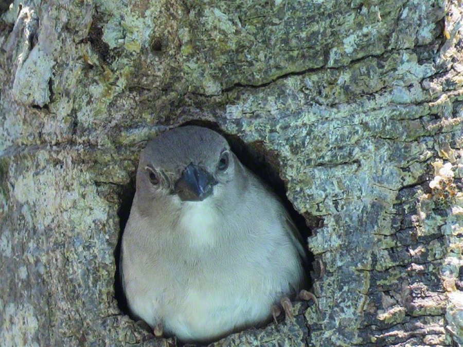 Small Grey Bird in Tree